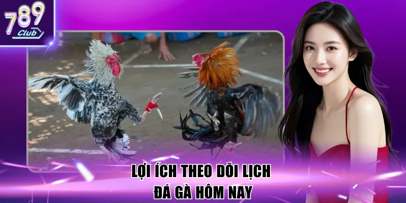 Lợi ích theo dõi lịch đá gà hôm nay