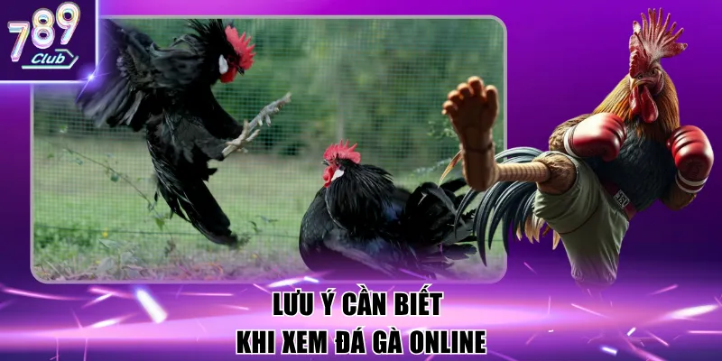 Lưu ý cần biết khi xem đá gà online