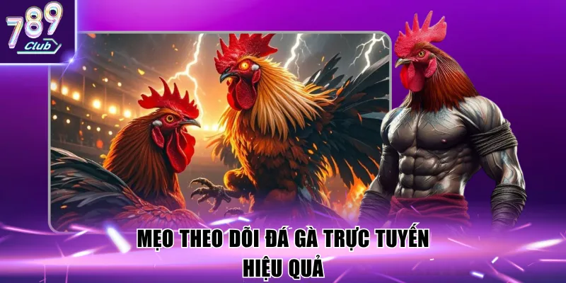 Mẹo theo dõi đá gà trực tuyến hiệu quả