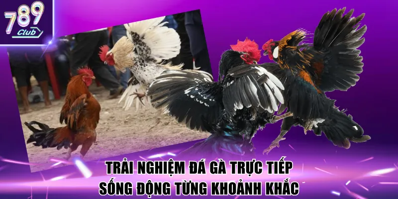 Trải nghiệm đá gà trực tiếp sống động từng khoảnh khắc