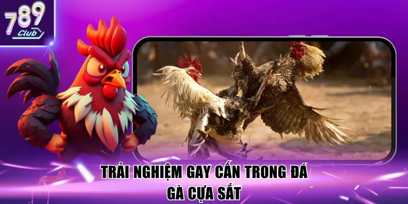 Trải nghiệm gay cấn trong đá gà cựa sắt