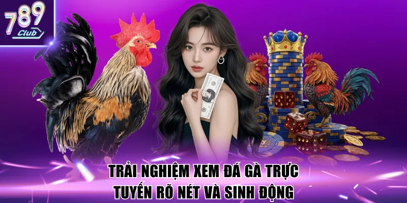 Trải nghiệm xem đá gà trực tuyến rõ nét và sinh động